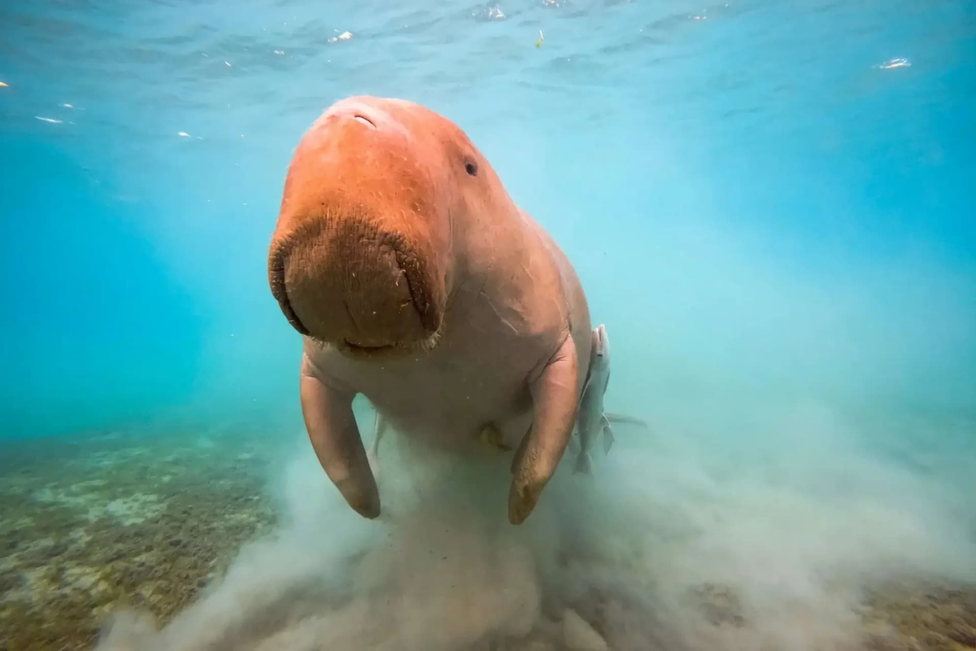 Abu Dabbab from Hurghada: Swim with Sea Turtles & Dugongs tour – thumbnail 3