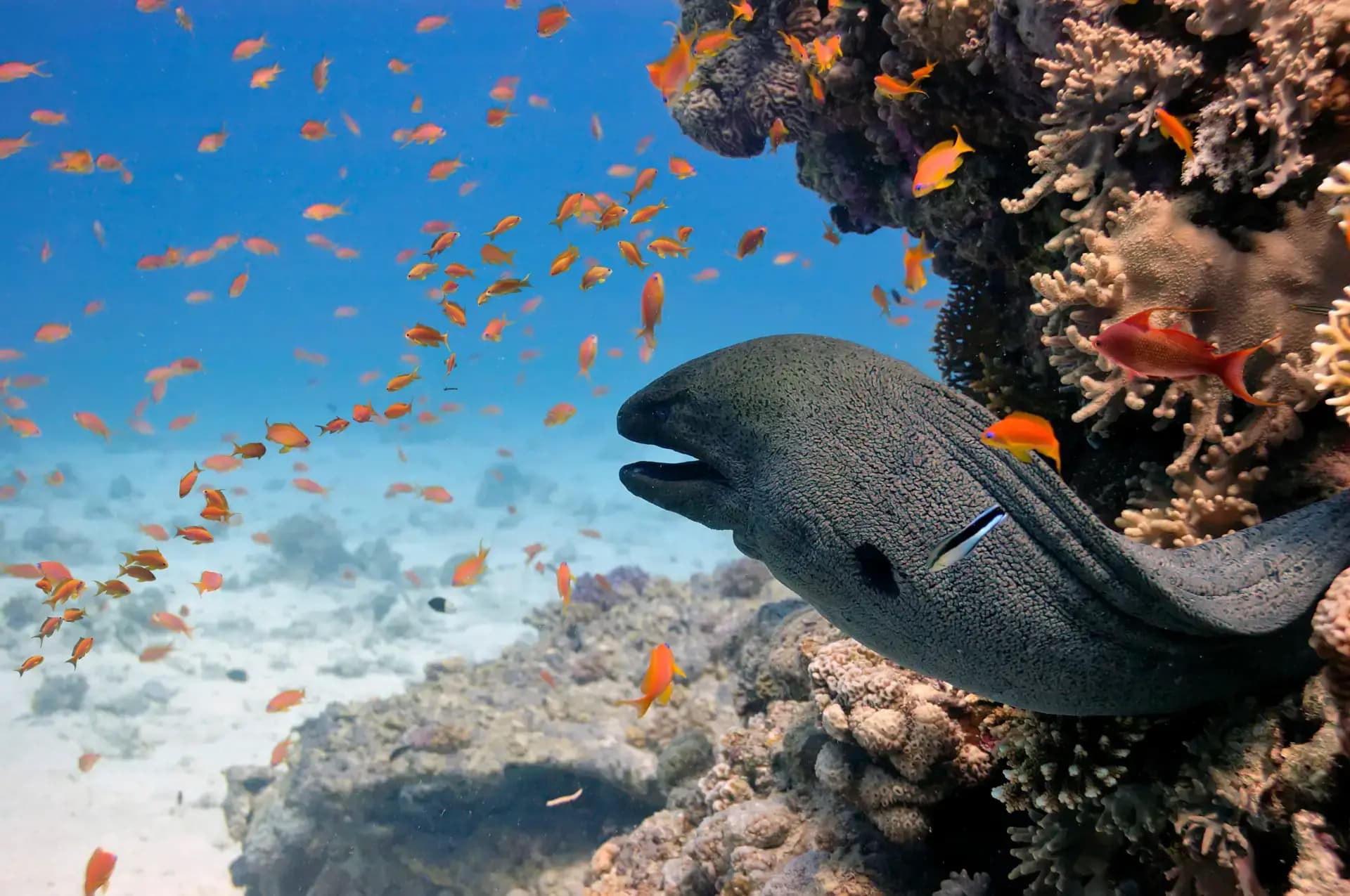 Bianca Island (Utopia) Ausflug – Ganztägiges Schnorcheln & Inselabenteuer Tour – Vorschaubild 4