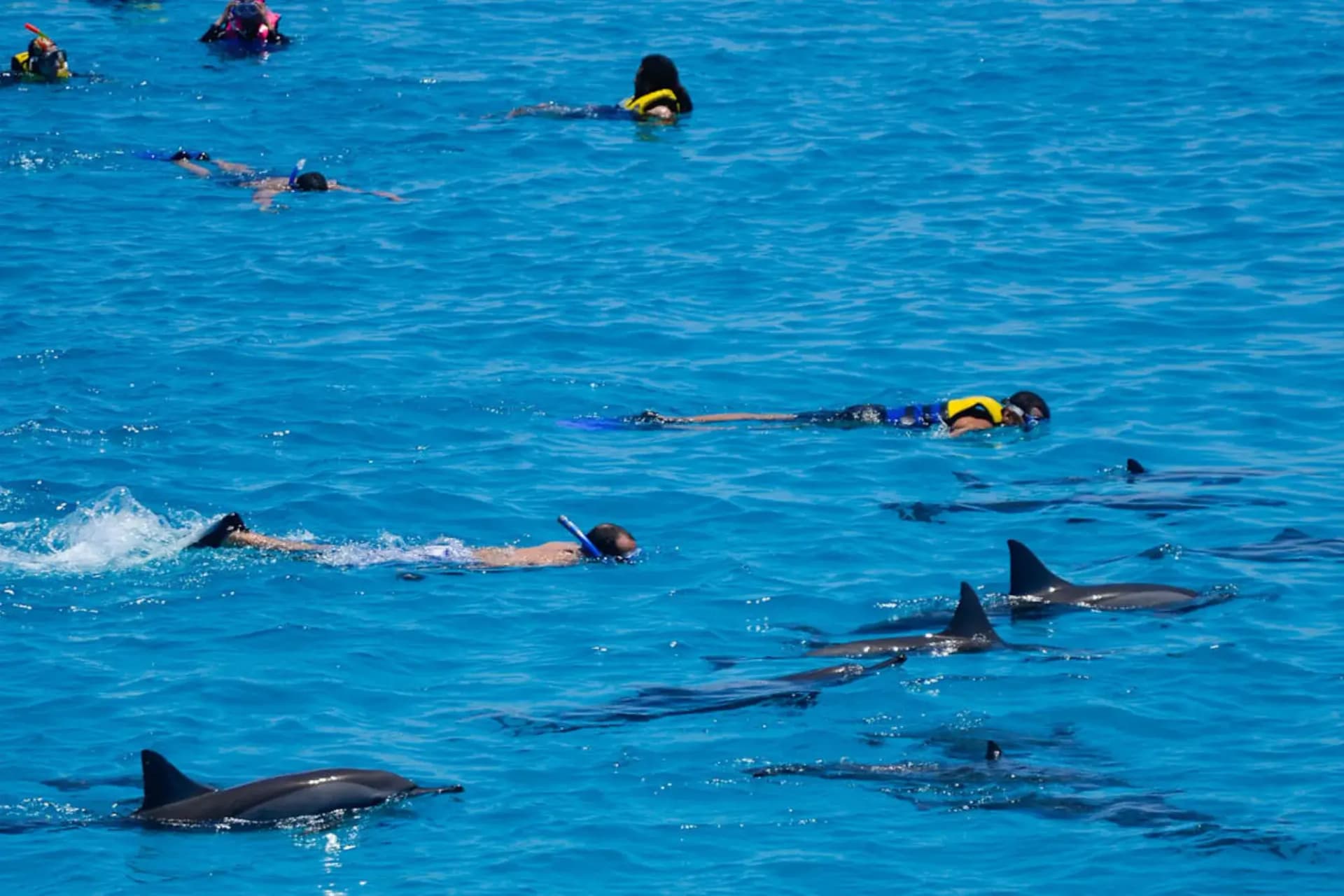 Dolphin House Hurghada – Full-Day Wild Dolphin Snorkeling Adventure tour – thumbnail 2