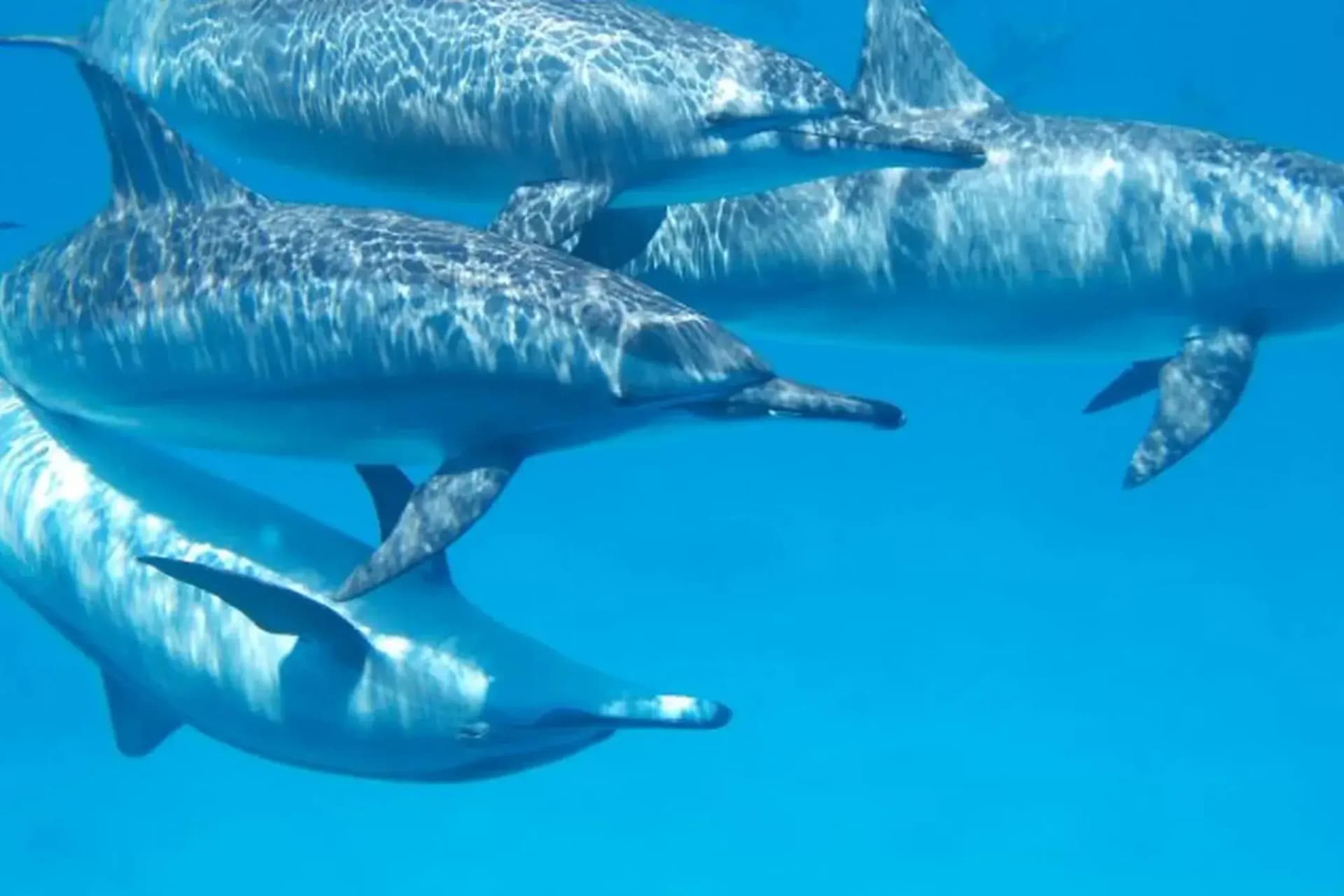 Dolphin House Hurghada – Full-Day Wild Dolphin Snorkeling Adventure tour – thumbnail 3