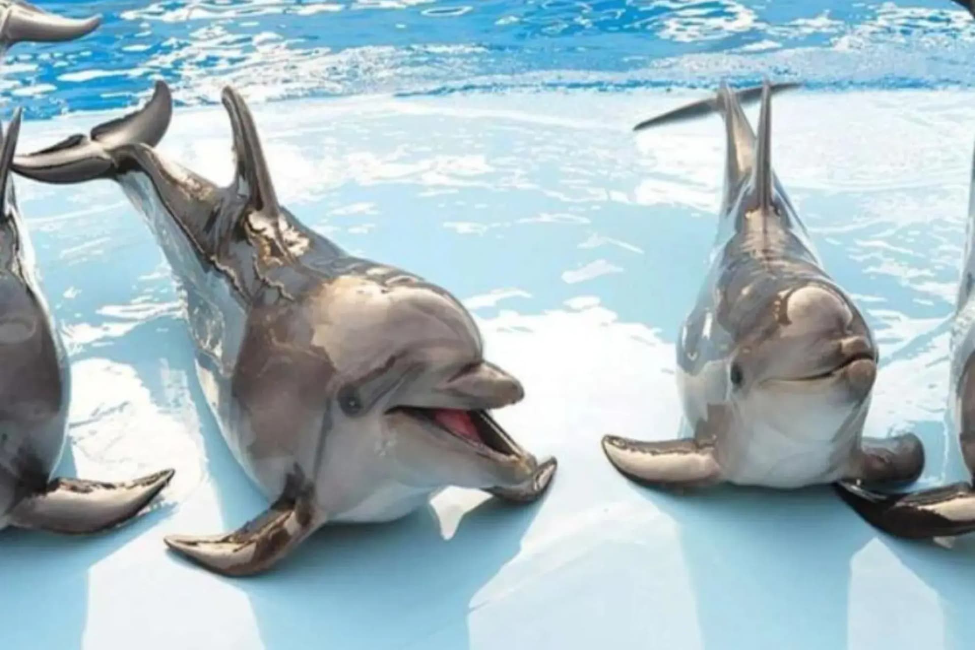 Dolphin Swim 10 Minutes & Show in Hurghada | Extended Swim Experience tour in Hurghada –  image 1