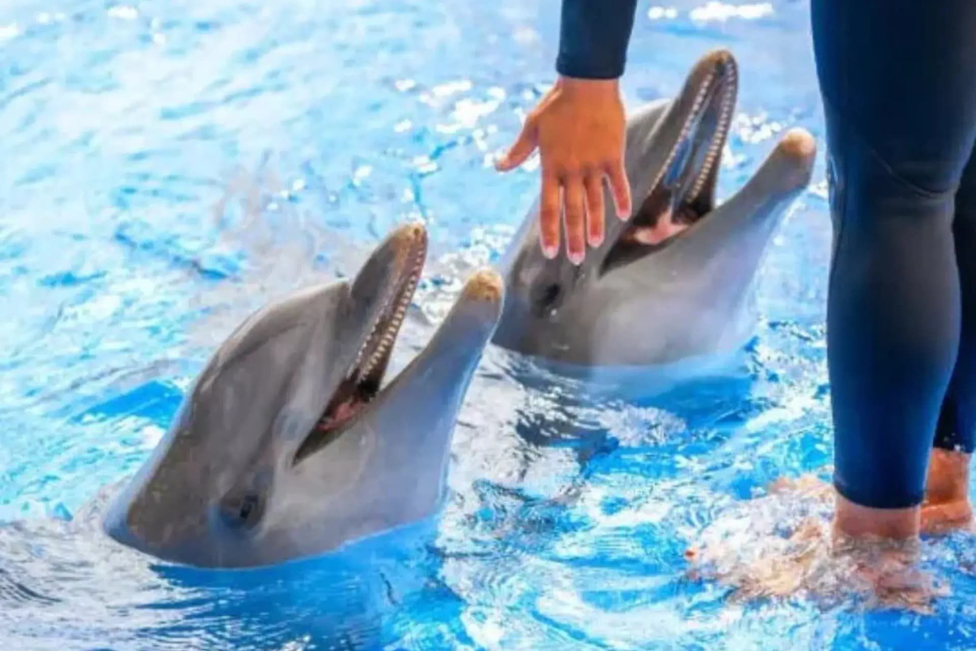 Dolphin Swim 10 Minutes & Show in Hurghada | Extended Swim Experience tour – thumbnail 2