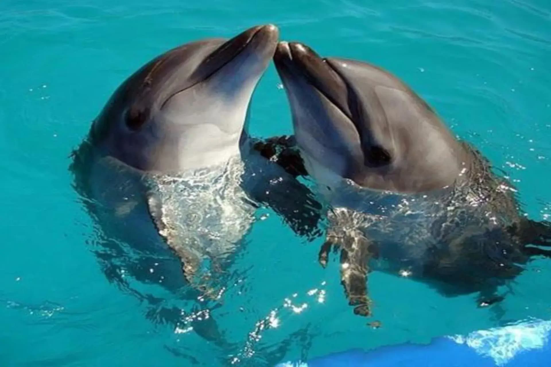 Dolphin Swim 10 Minutes & Show in Hurghada | Extended Swim Experience tour – thumbnail 4