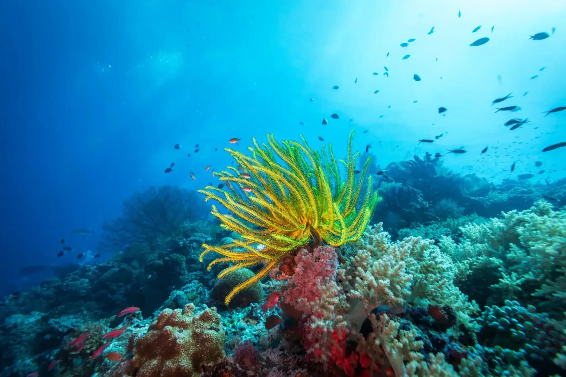 Eden Island Snorkeling Trip from Hurghada tour – thumbnail 3