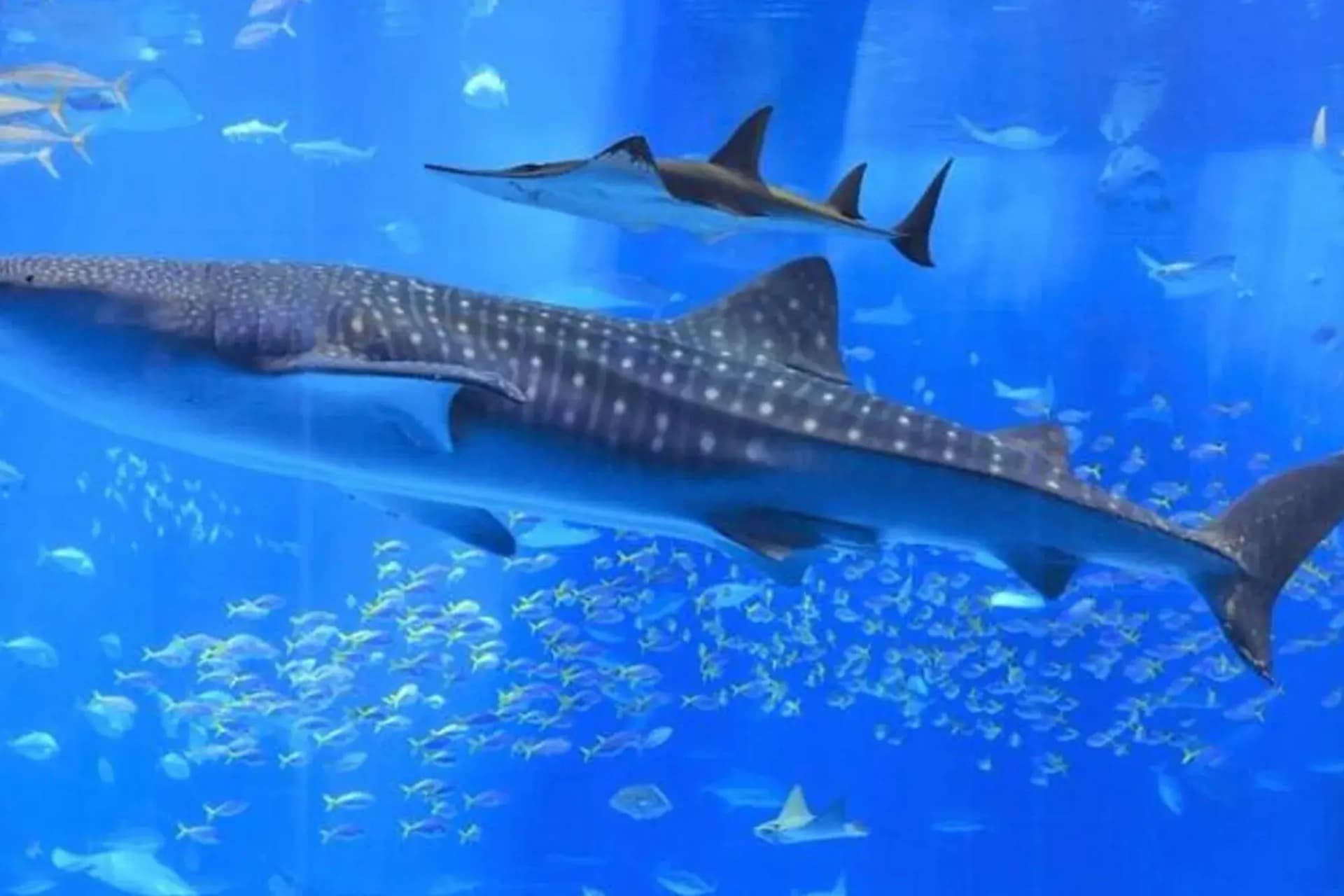 Grand Aquarium Tour in Hurghada tour – thumbnail 2