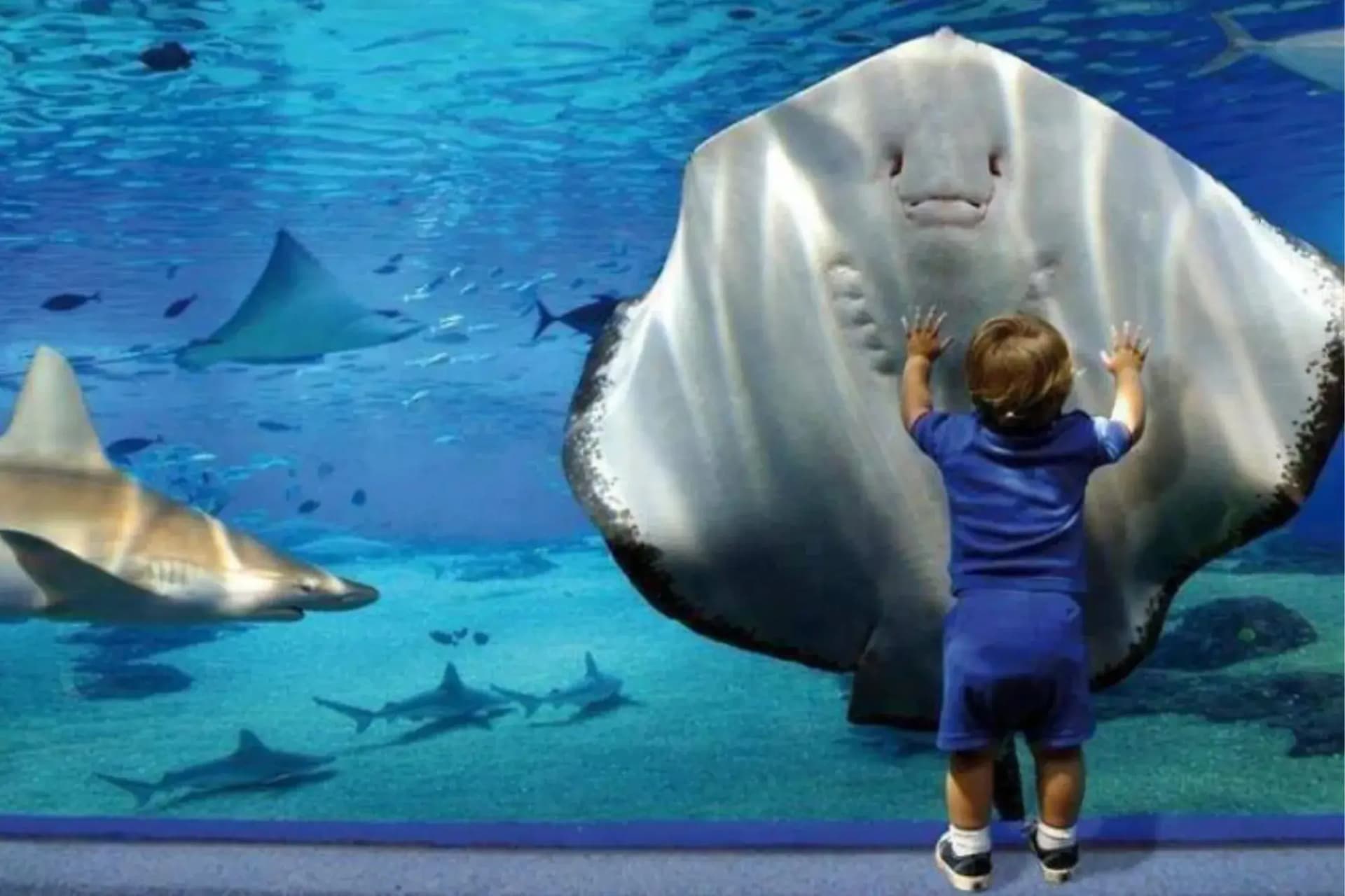 Grand Aquarium Tour in Hurghada tour – thumbnail 3