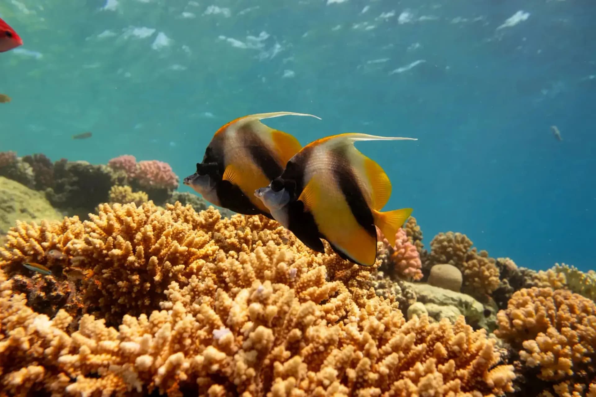 Hula Hula Island Hurghada – Full Day Snorkeling Trip tour – thumbnail 4