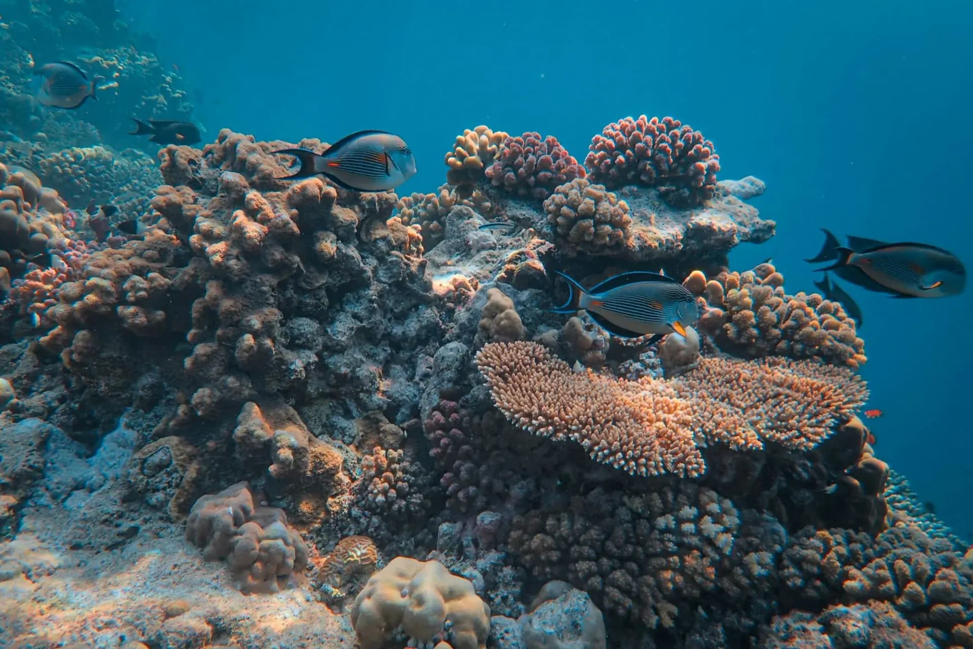 Mahmya Island Tour | Day Trip from Hurghada with Snorkeling & Lunch tour – thumbnail 3