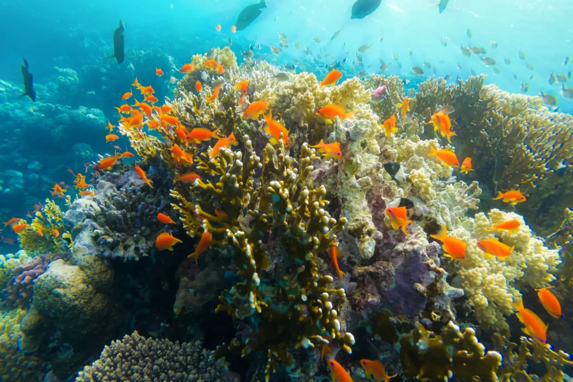Sharm El Naga Schnorchel-Tour in Hurghada | Geschütztes Meeresgebiet-Erlebnis Tour – Vorschaubild 3