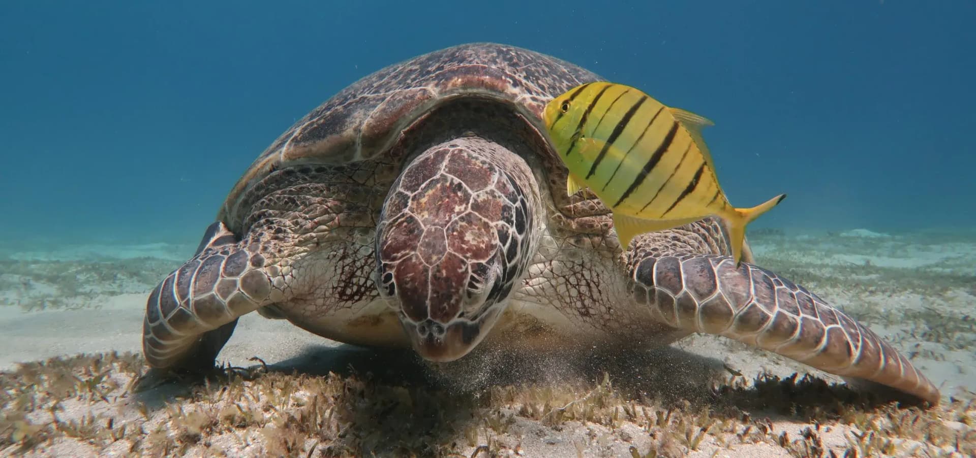 Abu Dabbab Ausflug von Hurghada: Schildkröten & Dugong Bay Tour in Hurghada – Bild 1