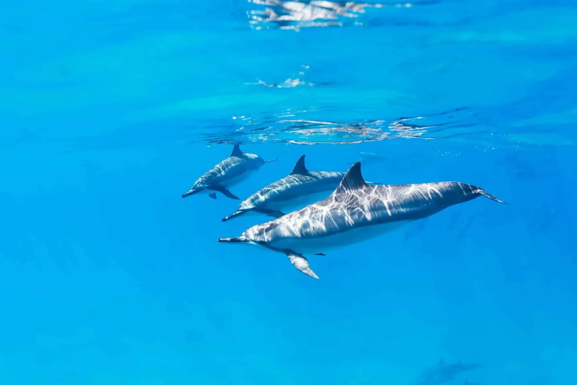 Dolphin House Snorkeling Tour